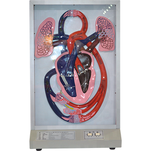 Electric Human Heart Beat and Circulation Model