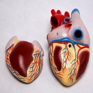 Anatomical Biological Teaching Aids Plastic Heart Model